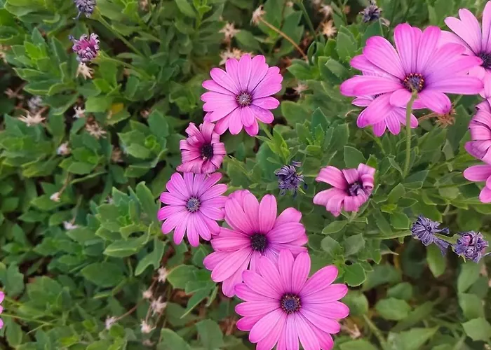 Tatil Evi Sun Ray Apartments Thassos